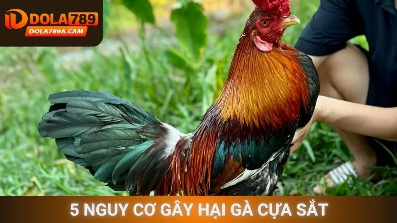 5 Nguy cơ gây hại gà cựa sắt