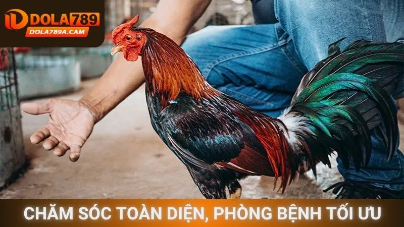 Chăm sóc toàn diện, phòng bệnh tối ưu
