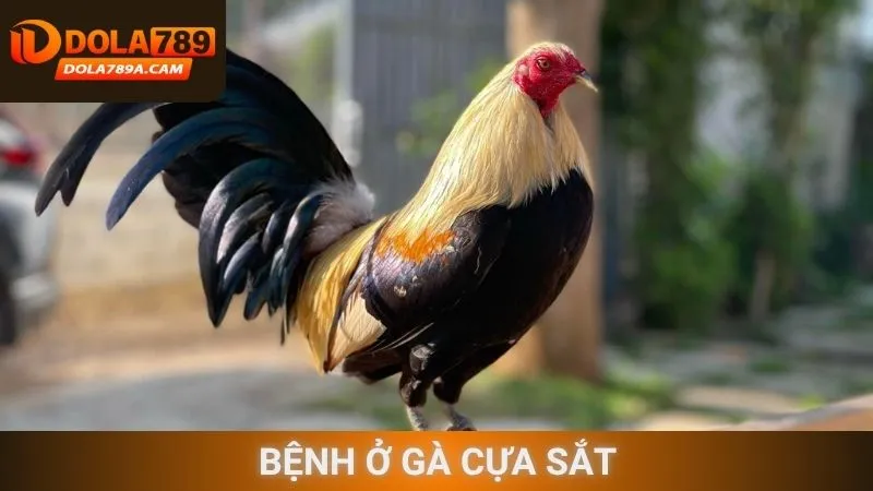 bệnh ở gà cựa sắt