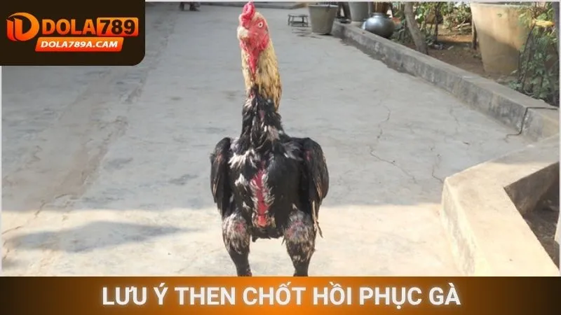 Lưu ý then chốt hồi phục gà