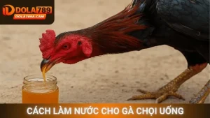 Cách làm nước cho gà chọi