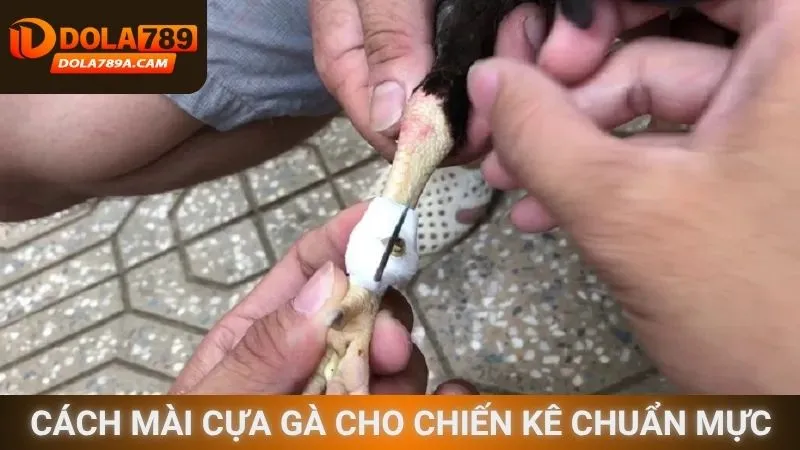 Cách mài cựa gà cho chiến kê chuẩn mực
