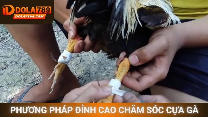 Phương pháp đỉnh cao chăm sóc cựa gà