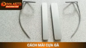 Cách mài cựa gà cho chiến kê