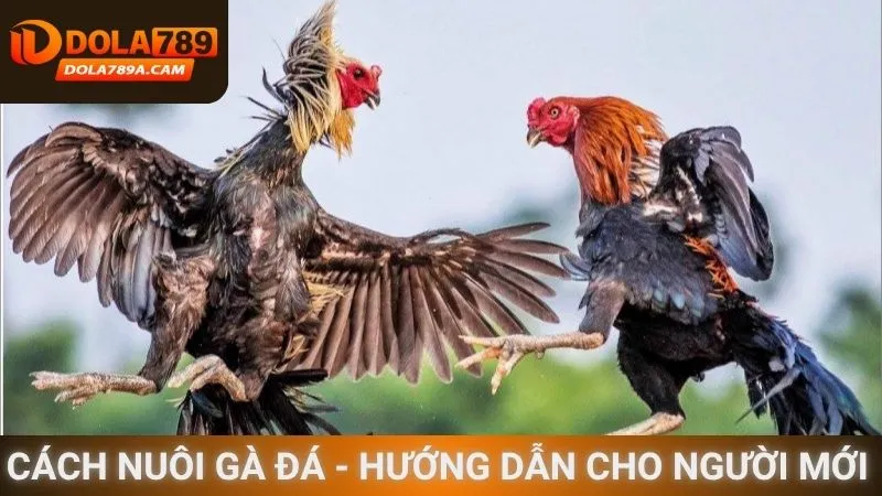 Cách nuôi gà đá - Hướng dẫn cho người mới