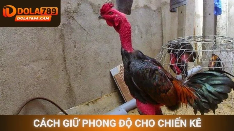 Cách giữ phong độ cho chiến kê
