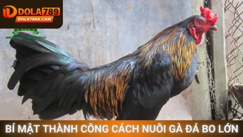 Bí mật thành công cách nuôi gà đá bo lớn