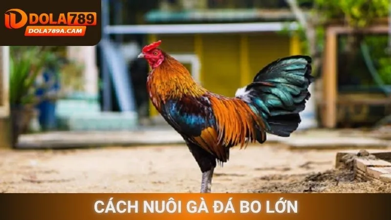 Cách nuôi gà đá bo lớn