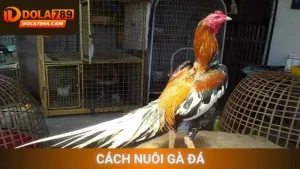 Cách nuôi gà đá