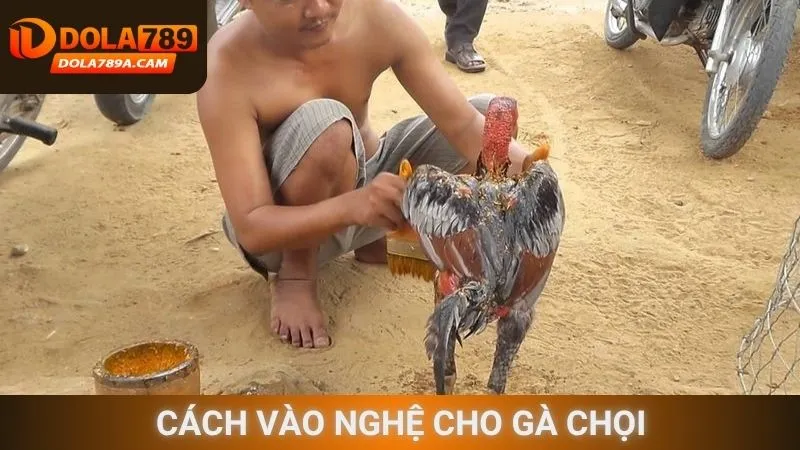 Cách vào nghệ cho gà chọi