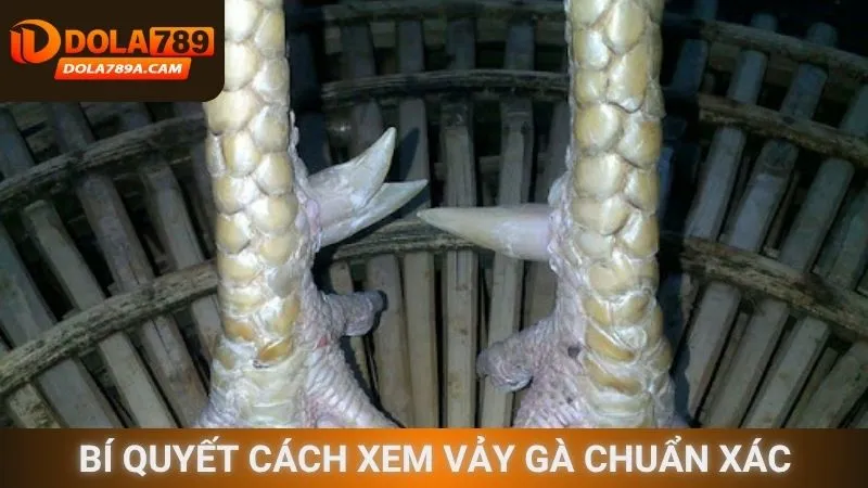 Bí quyết cách xem vảy gà chuẩn xác