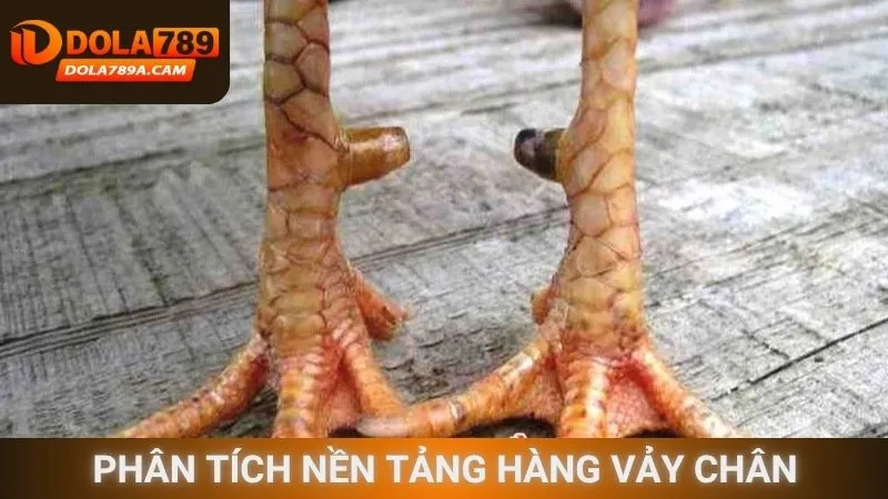 Phân tích nền tảng hàng vảy chân