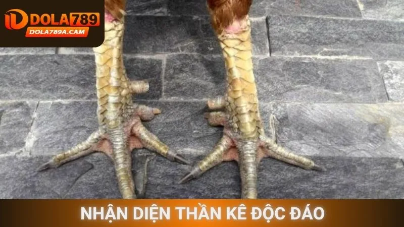 Nhận diện thần kê độc đáo