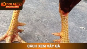 Cách xem vảy gà