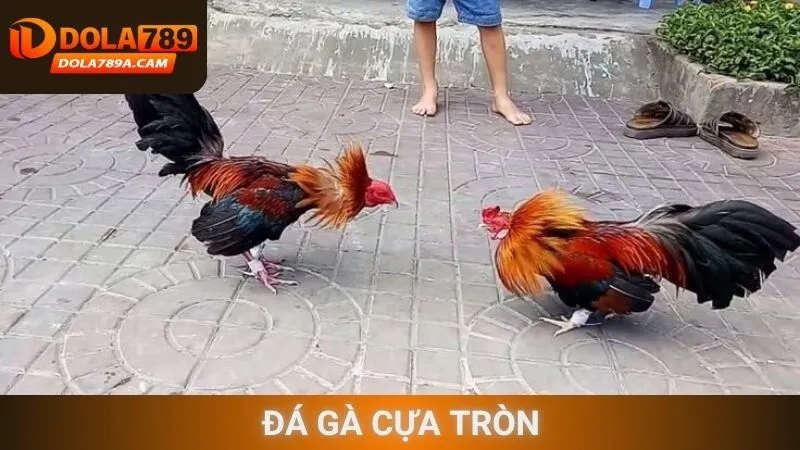 Đá gà cựa tròn