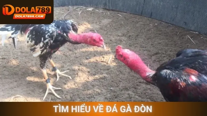 Tìm hiểu về đá gà đòn