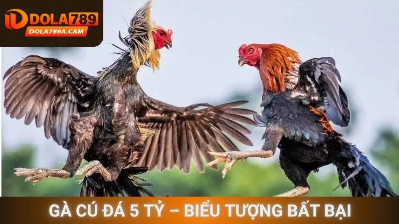 Gà cú đá 5 tỷ – Biểu tượng bất bại