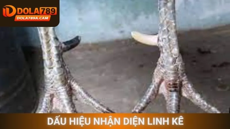 Dấu hiệu nhận diện linh kê