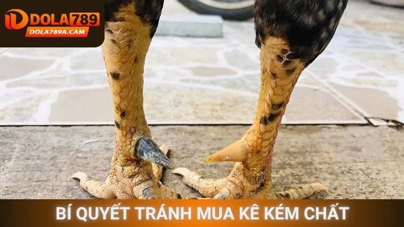 Bí quyết tránh mua kê kém chất