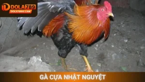 Gà cựa nhật nguyệt