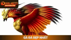 gà đá đẹp nhất