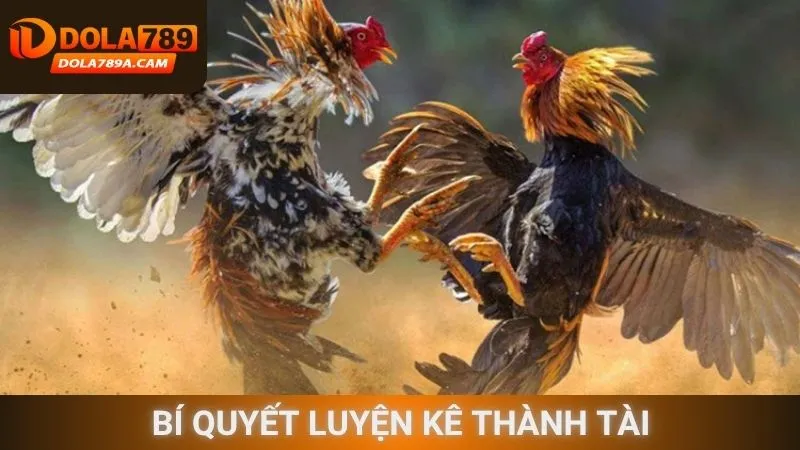 Bí quyết luyện kê thành tài
