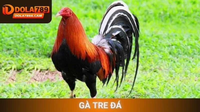 Gà tre đá