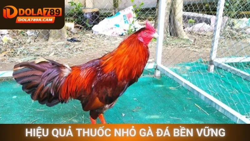 Hiệu quả thuốc nhỏ gà đá bền vững