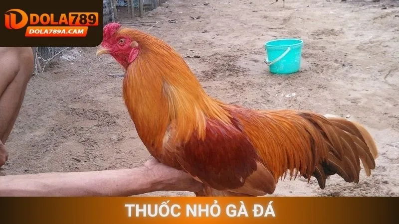Thuốc nhỏ gà đá