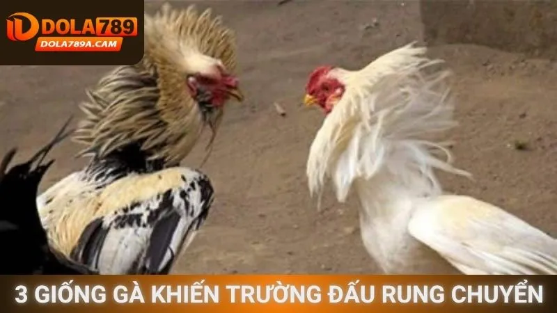 3 Giống gà khiến trường đấu rung chuyển