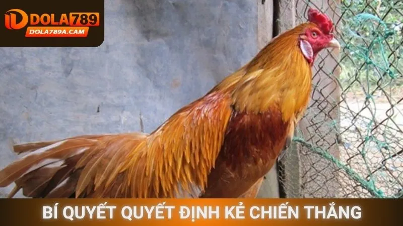 Bí quyết quyết định kẻ chiến thắng