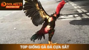 Top giống gà đá cựa sắt