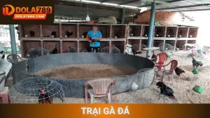 trại gà đá