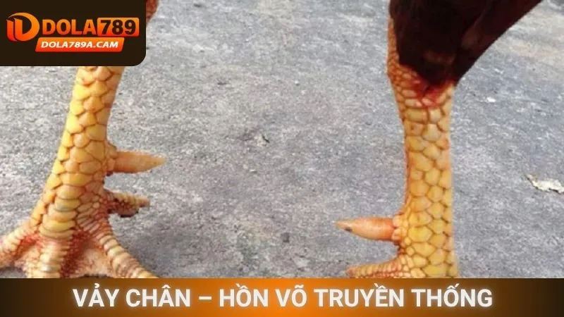 Vảy chân – Hồn võ truyền thống