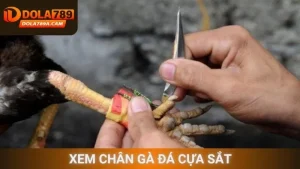 Xem chân gà đá cựa sắt