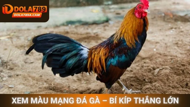 Xem màu mạng đá gà – Bí kíp thắng lớn