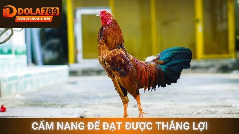 Cẩm nang để đạt được thắng lợi