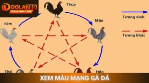 Xem màu mạng gà đá