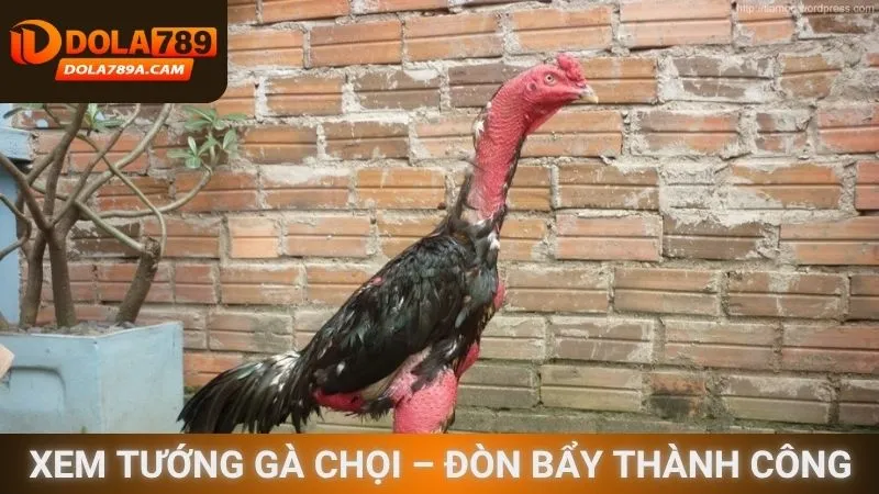 Xem tướng gà chọi – Đòn bẩy thành công