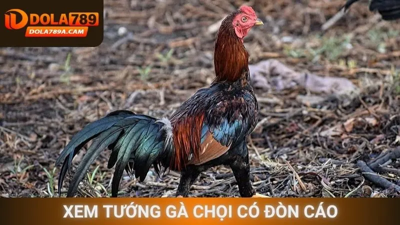 Xem tướng gà chọi có đòn cáo