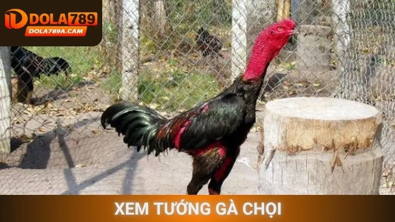Xem tướng gà chọi